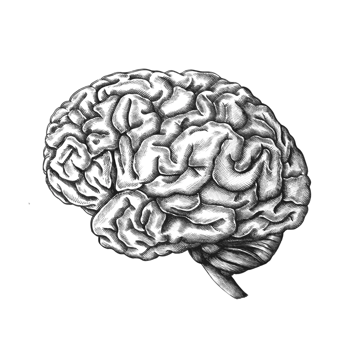 Grabado de un cerebro humano visto de perfil